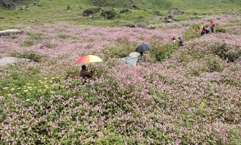 पर्यटकों के लिए खोल दी गई  फूलों की घाटी