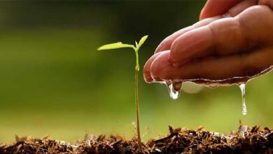हल्द्वानी: बरेली रोड पर एक पौधा 4,608 रुपये में रोपा, वन विभाग ने 1060 पौधों पर खर्चे 48.85 लाख रुपये