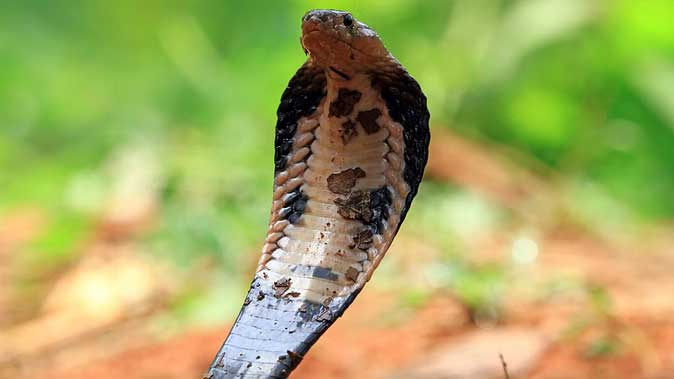 सोती किशोरी को सांप ने डंसा, इलाज के दौरान मौत, घर में मचा कोहराम