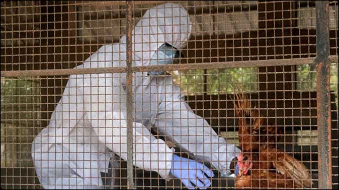 बर्ड फ्लू की दस्तक ने बढ़ाई चिंता, अंडे और चिकन के कारोबार पर असर