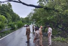 रायवाला-मोतीचूर के बीच हाईवे पर गिरा सूखा पेड़
