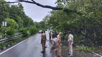 रायवाला-मोतीचूर के बीच हाईवे पर गिरा सूखा पेड़