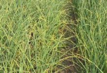 राज्य स्थापना दिवस: 25 साल में उत्पादन बढ़ा, लेकिन खेती का रकबा घटा