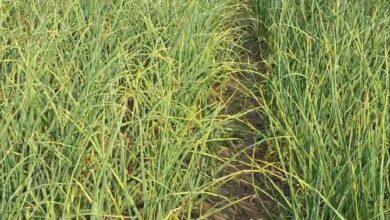 राज्य स्थापना दिवस: 25 साल में उत्पादन बढ़ा, लेकिन खेती का रकबा घटा राज्य स्थापना दिवस: 25 साल में उत्पादन बढ़ा, लेकिन खेती का रकबा घटा