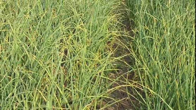 राज्य स्थापना दिवस: 25 साल में उत्पादन बढ़ा, लेकिन खेती का रकबा घटा