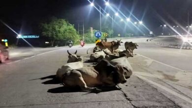 सिस्टम की अनदेखी: सड़कों पर बेजुबान, खतरे में इंसान — लावारिस जानवर बने यातायात में बाधक सिस्टम की अनदेखी: सड़कों पर बेजुबान, खतरे में इंसान — लावारिस जानवर बने यातायात में बाधक