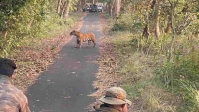 15 नवंबर से खुलेगा राजाजी टाइगर रिजर्व पार्क, शुरू हुए जंगल सफारी के पंजीकरण 15 नवंबर से खुलेगा राजाजी टाइगर रिजर्व पार्क, शुरू हुए जंगल सफारी के पंजीकरण