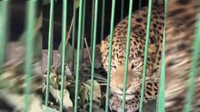 गुलदार के खौफ से फीके पड़े शादी समारोह