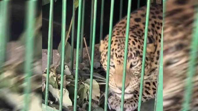 गुलदार के खौफ से फीके पड़े शादी समारोह गुलदार के खौफ से फीके पड़े शादी समारोह