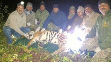 केटीआर से सटी आबादी में दहशत फैलाने वाला बाघ पिंजरे में कैद