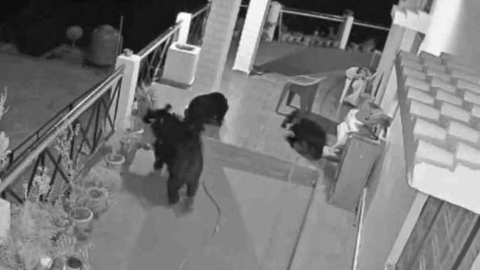 भोजन की तलाश में भालू बच्चों के साथ घर में घुसा, सीसीटीवी में कैद