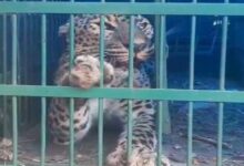 अल्मोड़ा के गवाड़ कोटिला में तेंदुआ पिंजरे में कैद, ग्रामीणों ने ली राहत की सांस
